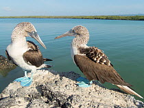 Blue-footed booby (Sula nebouxii), pair looking at each other, perched on rock. Tortuga Bay, Santa Cruz Island, Galapagos.