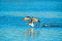 Blue-footed booby (Sula nebouxii) taking off from water with fish in beak. Turtle Cove, Santa Cruz Island, Galapagos.