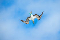 Blue-footed booby (Sula nebouxii) folding wings as it dives. Cerro Brujo, San Cristobal Island, Galapagos.