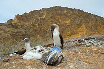 Blue-footed booby (Sula nebouxii), pair with chick. Punta Pitt, San Cristobal Island, Galapagos.