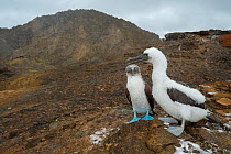 Blue-footed booby (Sula nebouxii) with chick. Punta Pitt, San Cristobal Island, Galapagos. July 2016.
