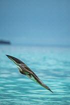 Blue-footed booby (Sula nebouxii) diving at 45 degrees towards sea. Punta Cormorant, Floreana Island, Galapagos.