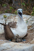 Blue-footed booby (Sula nebouxii) alarmed, on nest with chick and egg. Punta Suarez, Espanola Island, Galapagos.
