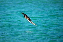 Blue-footed booby (Sula nebouxii) diving towards sea with wings folded. Santa Fe Island, Galapagos.