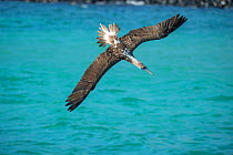 Blue-footed booby (Sula nebouxii) diving towards sea with wings outstretched. Santa Fe Island, Galapagos.