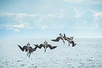 Blue-footed booby (Sula nebouxii), five diving into sea. Espumilla Beach, Santiago Island, Galapagos.
