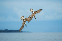 Blue-footed booby (Sula nebouxii), two diving in synchrony towards sea. Espumilla Beach, Santiago Island, Galapagos.