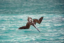 Blue-footed booby (Sula nebouxii) folding wings as it dives towards sea. Cerro Brujo, San Cristobal Island, Galapagos.
