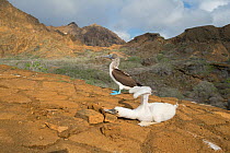 Blue-footed booby (Sula nebouxii), chick holding wings aloft with adult behind. Punta Pitt, San Cristobal Island, Galapagos. April 2017.