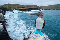 Blue-footed booby (Sula nebouxii) perched on rock at coast. Santa Fe Island, Galapagos. August 2015.