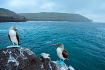 Blue-footed booby (Sula nebouxii), pair looking at each other, on coastal rocks. Santa Fe Island, Galapagos. August 2015.