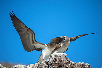 Blue-footed booby (Sula nebouxii), adult feeding chick in rock. Punta Vicente Roca, Isabela Island, Galapagos.