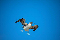 Blue-footed booby (Sula nebouxii) in flight. Punta Vicente Roca, Isabela Island, Galapagos.