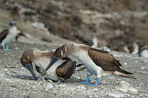 Blue-footed booby (Sula nebouxii), pair at nest with chick. Punta Vicente Roca, Isabela Island, Galapagos.