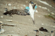 Blue-footed booby (Sula nebouxii) landing with feet up. Punta Vicente Roca, Isabela Island, Galapagos.