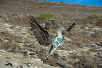 Blue-footed booby (Sula nebouxii) landing. Punta Vicente Roca, Isabela Island, Galapagos.