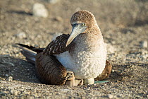Blue-footed booby (Sula nebouxii) on nest with chick and egg, in morning light. Punta Vicente Roca, Isabela Island, Galapagos.
