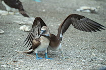 Blue-footed booby (Sula nebouxii), adult with begging chick. Punta Vicente Roca, Isabela Island, Galapagos.
