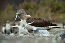 Blue-footed booby (Sula nebouxii), adult with begging chick. Punta Vicente Roca, Isabela Island, Galapagos