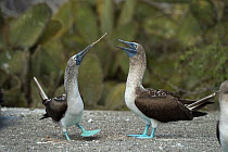 Blue-footed booby (Sula nebouxii), male presenting female with gift. Punta Vicente Roca, Isabela Island, Galapagos.