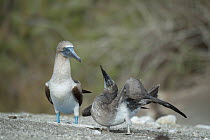 Blue-footed booby (Sula nebouxii), adult standing besides begging chick. Punta Vicente Roca, Isabela Island, Galapagos.