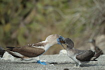 Blue-footed booby (Sula nebouxii) feeding chick. Punta Vicente Roca, Isabela Island, Galapagos.