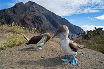 Blue-footed booby (Sula nebouxii), pair in courtship at coast. Punta Vicente Roca, Isabela Island, Galapagos. December 2016.
