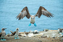 Blue-footed booby (Sula nebouxii) landing amongst others in colony. Punta Vicente Roca, Isabela Island, Galapagos.