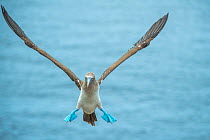 Blue-footed booby (Sula nebouxii) coming in to land. Punta Vicente Roca, Isabela Island, Galapagos.