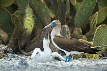 Blue-footed booby (Sula nebouxii) with two chicks at nest. Prickly pear (Opuntia sp) in background. Punta Vicente Roca, Isabela Island, Galapagos.
