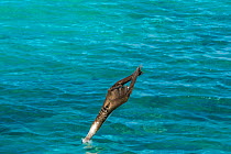 Blue-footed booby (Sula nebouxii) diving into sea, wings folded. Northeast coast, Santiago Island, Galapagos. Sequence 1/2.