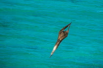 Blue-footed booby (Sula nebouxii) diving towards sea, wings folded. Northeast coast, Santiago Island, Galapagos. Sequence 2/2.