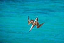 Blue-footed booby (Sula nebouxii) diving towards sea, folding wings. Northeast coast, Santiago Island, Galapagos. Sequence 1/2.