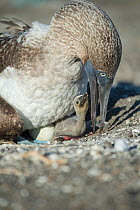 Blue-footed booby (Sula nebouxii) on nest with chick and egg. Punta Vicente Roca, Isabela Island, Galapagos.