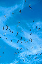 Blue-footed booby (Sula nebouxii) flock in flight. Punta Vicente Roca, Isabel Island, Galapagos.