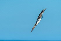 Blue-footed booby (Sula nebouxii), descending towards sea. Cape Douglas, Fernandina Island, Galapagos.