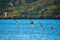 Blue-footed booby (Sula nebouxii), six diving into sea. Espumilla Beach, Santiago Island, Galapagos.