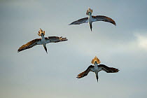 Blue-footed booby (Sula nebouxii), three flying downwards. Espumilla Beach, Santiago Island, Galapagos.