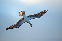 Blue-footed booby (Sula nebouxii) in flight. Espumilla Beach, Santiago Island, Galapagos.