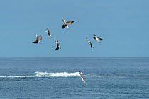 Blue-footed booby (Sula nebouxii), seven diving into sea. Cape Douglas, Fernandina Island, Galapagos.