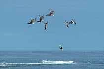 Blue-footed booby (Sula nebouxii), seven diving into sea. Cape Douglas, Fernandina Island, Galapagos.