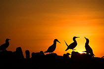 Blue-footed booby (Sula nebouxii) group at sunset. Cape Douglas, Fernandina Island, Galapagos.