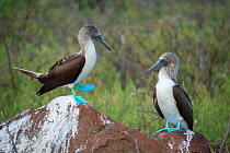 Blue-footed booby (Sula nebouxii) pair standing on rocks. Seymour Island, Galapagos.