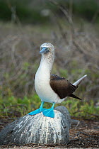 Blue-footed booby (Sula nebouxii) standing on rock. Seymour Island, Galapagos.