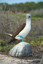 Blue-footed booby (Sula nebouxii) standing on rock on one leg. Seymour Island, Galapagos.