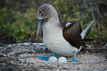Blue-footed booby (Sula nebouxii) with two eggs, on nest. Seymour Island, Galapagos.