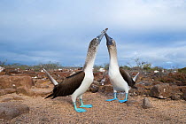 Blue-footed booby (Sula nebouxii), pair billing. Seymour Island, Galapagos.