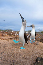 Blue-footed booby (Sula nebouxii), pair in courtship. Seymour Island, Galapagos.