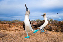 Blue-footed booby (Sula nebouxii), pair in courtship. Seymour Island, Galapagos.