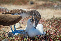 Blue-footed booby (Sula nebouxii) with chick. Santa Cruz Island, Galapagos.